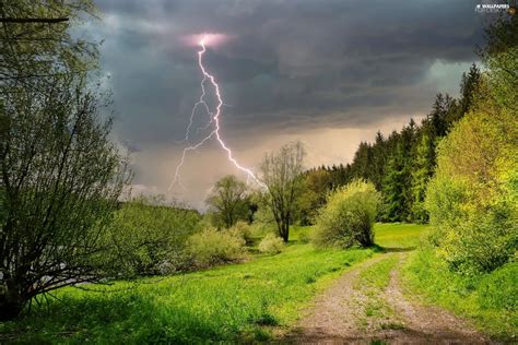 Lightning Forest Spring Path Viewes Lightning Storm Trees For