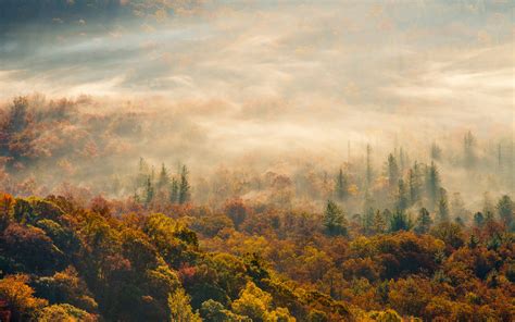 Sfondi 1920x1200 Px Autunno Colore Nebbia Foresta Foschia