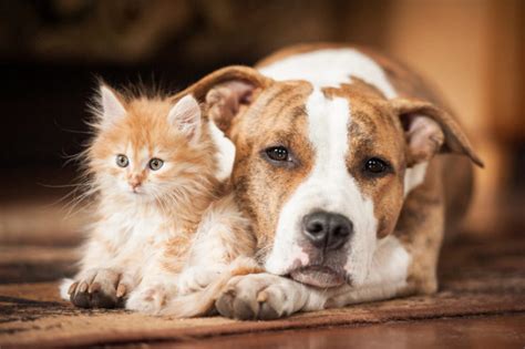 Cats And Dogs Cohabiting Zooplus Magazine