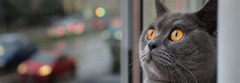 Hilfe der großeltern in der kindererziehung das leben auf dem lande oder in der stadt tiere im haus und in der wohnung? Katzen artgerecht in der Wohnung halten | Josera
