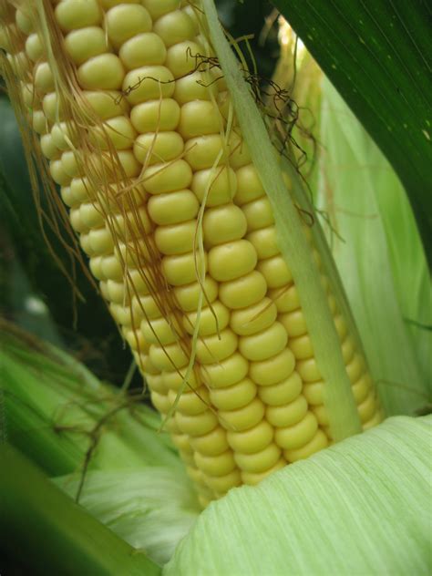 5 nouvelles variétés de maïs | Cultivar