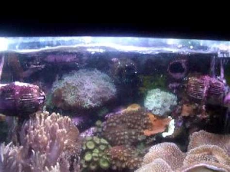 Reef Aquarium With Above Aquarium Sump Refugium Youtube