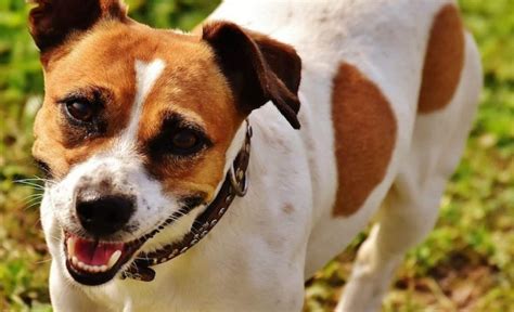 The jack russell terrier choice picture gallery contains hundreds of pictures selected by our staff as the best of the best. سگ جک راسل: آشنایی با نژاد Jack Russell Terrier و ویژگی آن ...