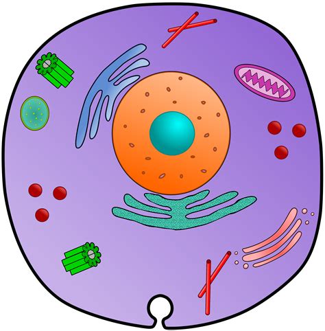 Animal Cell With Organelles Labeled Printable Animal