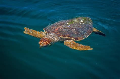 Cca North Carolina Sea Turtles Of Nc