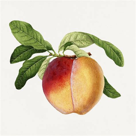 Vintage Peach Illustration Digitally Enhanced Free Photo