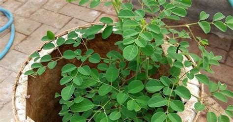 Anda juga bisa mengolah daun kelor sendiri untuk. 6 Khasiat Manfaat Daun Kelor (Moringa Oleifera) Untuk ...
