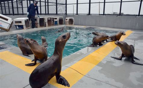 Sausalitos Marine Mammal Center Commemorates 40th Anniversary Responds To Record Numbers Of
