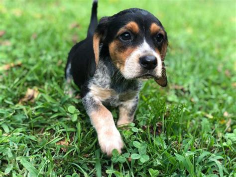 7 Full Bred Blue Tick Beagle Puppies Charleston Puppies For Sale Near Me