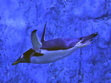 Pygoscelis Papua Papua Gentoo Penguin In Istanbul Aquarium