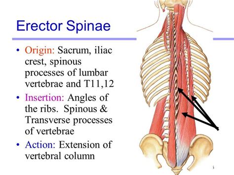 Erector Spinae Origin And Insertion Google Search Anatomy Education Human Body Anatomy