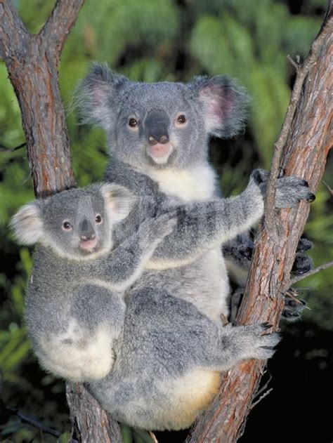 Koala Phascolarctos Cinereus Mother And Baby Victoria Australia