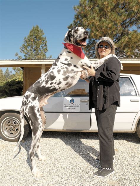 Zeus The Worlds Tallest Dog Dies At Age Ph