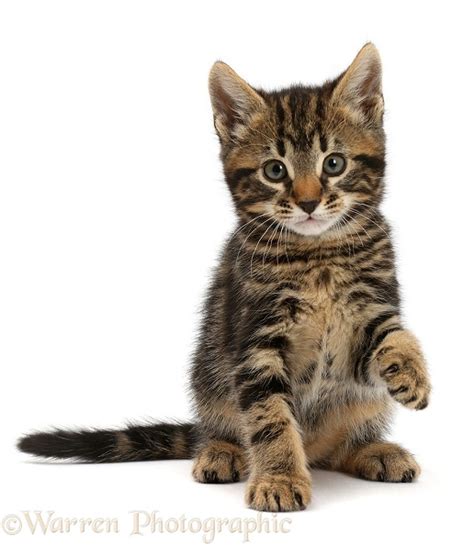 Tabby Kitten Holding Out Paw Photo Wp41017