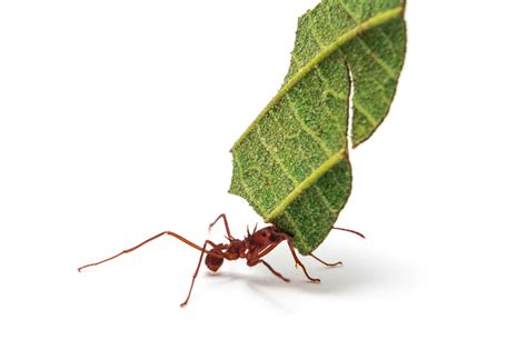 Leaf Cutter Ants Carry Pieces Of Leaf Hundreds Of Metres In Processions