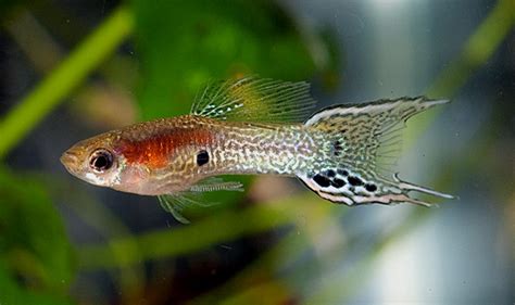 Lyretail Snakeskin Endler Cross Male Guppy Guppy Betta Aquarium