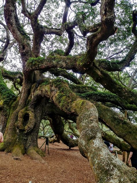 This Ancient Live Oak Has Been Said To Be 1500 Years Old Angel Oak
