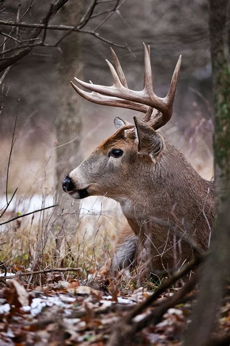 Resting White Tailed Deer Buck Whitetail Deer Deer Photos Deer Pictures