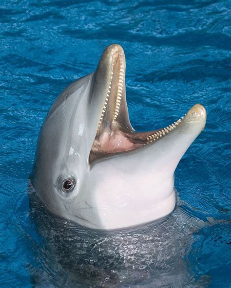 Dolphin Bottlenose Dolphin Animals Dolphin Teeth