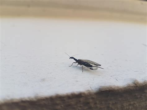 Zuerst ist es nur ein kleiner schwarzer fleck, bis sich zentimeter um zentimeter eine klare silhouette gegen den hereinscheinenden mond abzeichnet: Insekten und Spinnen (Seite 342) - Allmystery