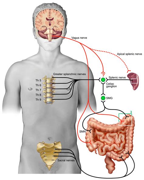 Cells Free Full Text Neuroimmune Interactions In The Gut And Their