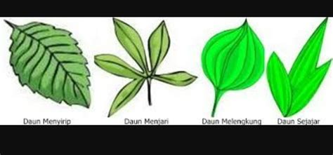 20 Gambar Daun Menyirip Menjari Dan Sejajar Ide Terkini