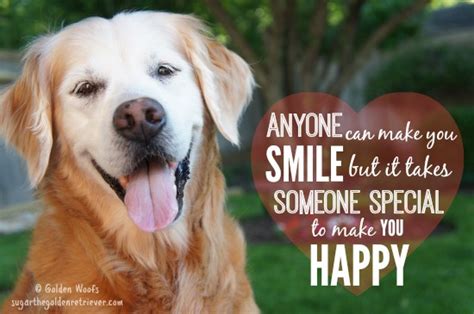 Is Your Dogs Smile A Happy Smile Golden Woofs