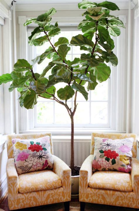 Indoor Plants To Spruce Up Your Home All Year Long