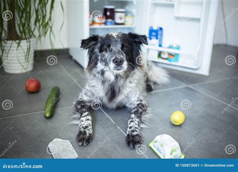 Mixed Breed Dog Steals Food From The Fridge Stock Image Image Of