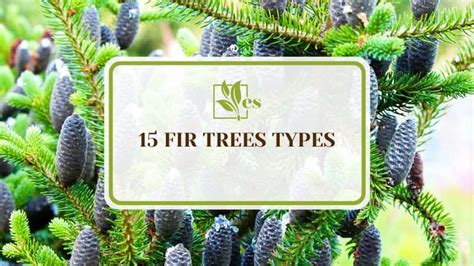 15 Fir Trees Types To Enhance Your Landscape Designs