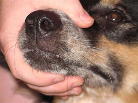 Canine Papilloma 5 Facts About Dog Warts Nzymes