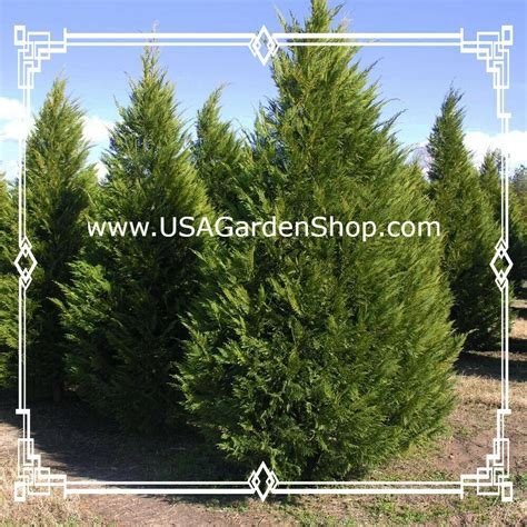 Best Fertilizer For Leyland Cypress Trees Usagardenshop
