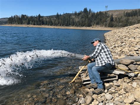 Riffe Lake Stocked With Unexpected 405 000 Triploids From Cooke
