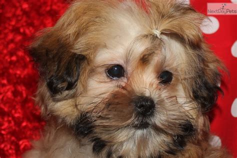 After getting him home, however, i quickly found that the soft, silky coat took a bit of work to maintain. Shih-Poo - Shihpoo puppy for adoption near Springfield, Missouri. | 55d31f33-e022