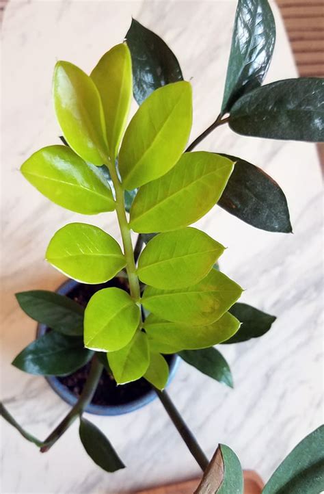 Zz Plant Zamioculcas Zamiifolia Care And Growing Guide