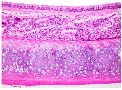 Trachea Histology Diagram Quizlet