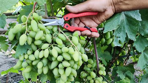 Summer Pruning Grape Vines How To Get More Quality And Tasty Grapes In