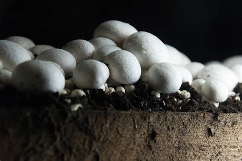Urban Mushroom Farming The Urban Farmer