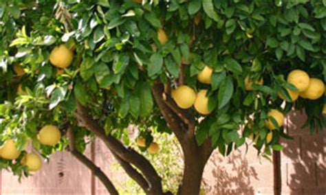 Maybe you would like to learn more about one of these? Thinning Fruit on Grapefruit Trees | Pat Welsh Organic and ...