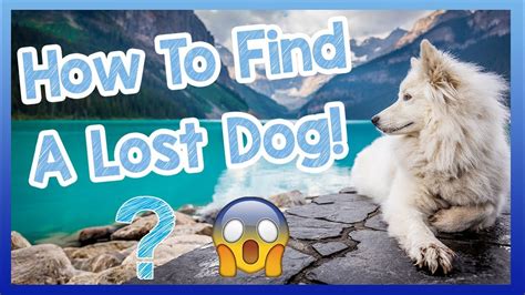 How To Find A Lost Dog What To Do If Your Dog Goes Missing Tips And