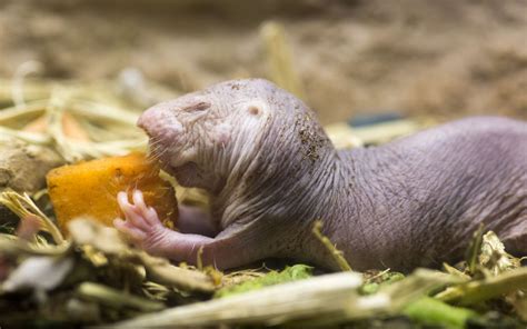 Facts About Naked Mole Rats