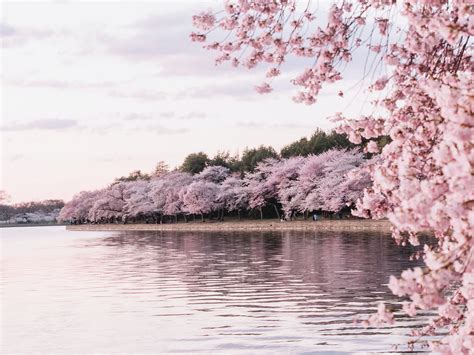 Sakura Blossom Wallpapers Top Free Sakura Blossom Backgrounds