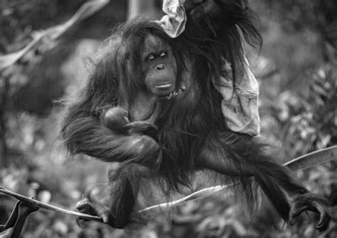 Endangered Bornean Orangutan Born At Chester Zoo