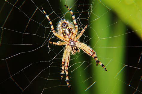 Venomous Spiders In Illinois And Where To Find Them