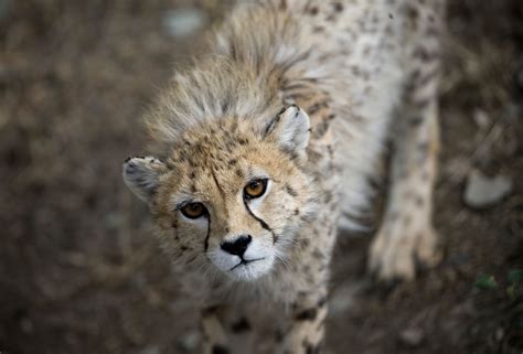 Iranian Cheetah on the Brink of Extinction | KAYHAN LIFE