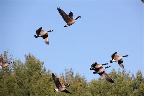 Free Images Nature Wing Sky Flock Flying Fly Formation