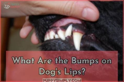 Do Dogs Have Lips A Closer Look And In Deep Detail