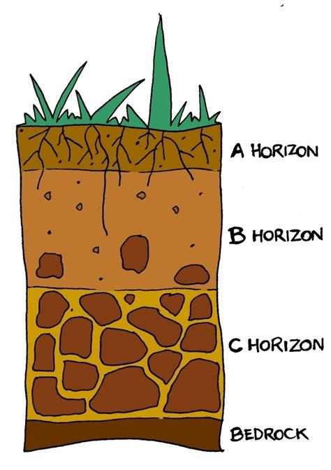 Soil refers to the uppermost layer of the earth that is responsible for sustaining plant life. Define-sandy soil,loamy soil,clayey soil,A horizon,B ...