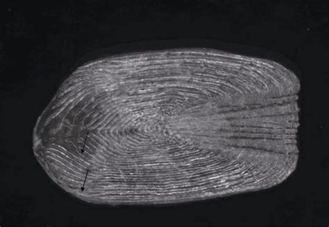 Scale Of Bigeye Mandarinfish Arrow Shows Scale Annuli Download