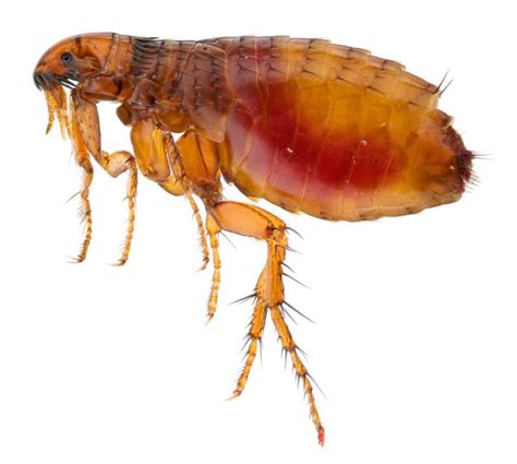 What Are The Different Types Of Fleas Canberra Pest Control